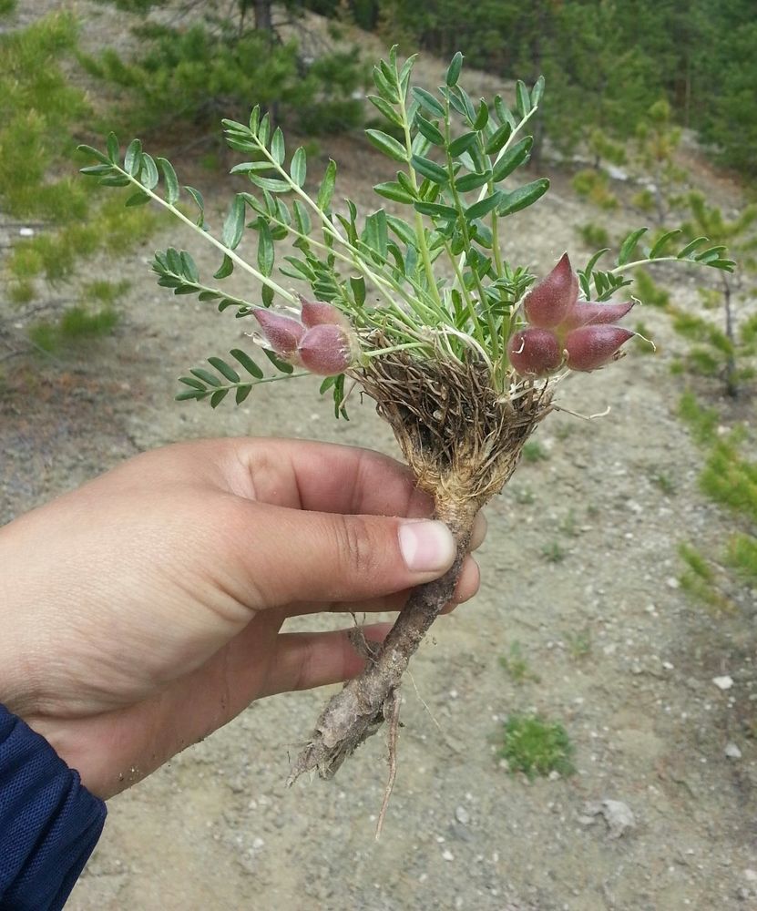 Image of Oxytropis leucotricha specimen.