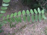 Gleditsia triacanthos. Лист (вид снизу). Абхазия, Гудаутский р-н, г. Новый Афон, набережная. 18 августа 2009 г.