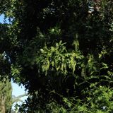 Cupaniopsis anacardioides. Верхушка ветви с соцветиями. Израиль, Шарон, пос. Кфар Шмариягу, в культуре во дворе. 10.01.2016.