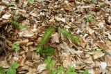 Polypodium vulgare