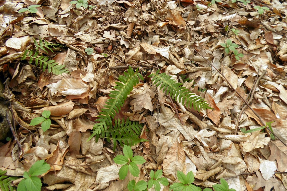 Image of Polypodium vulgare specimen.