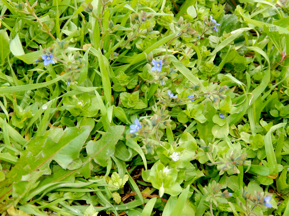 Image of Veronica triphyllos specimen.