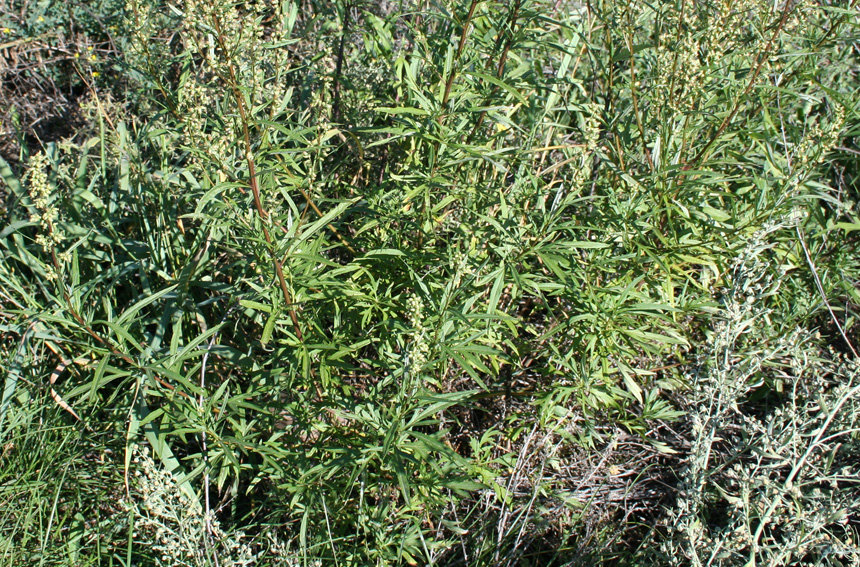 Image of Artemisia vulgaris specimen.