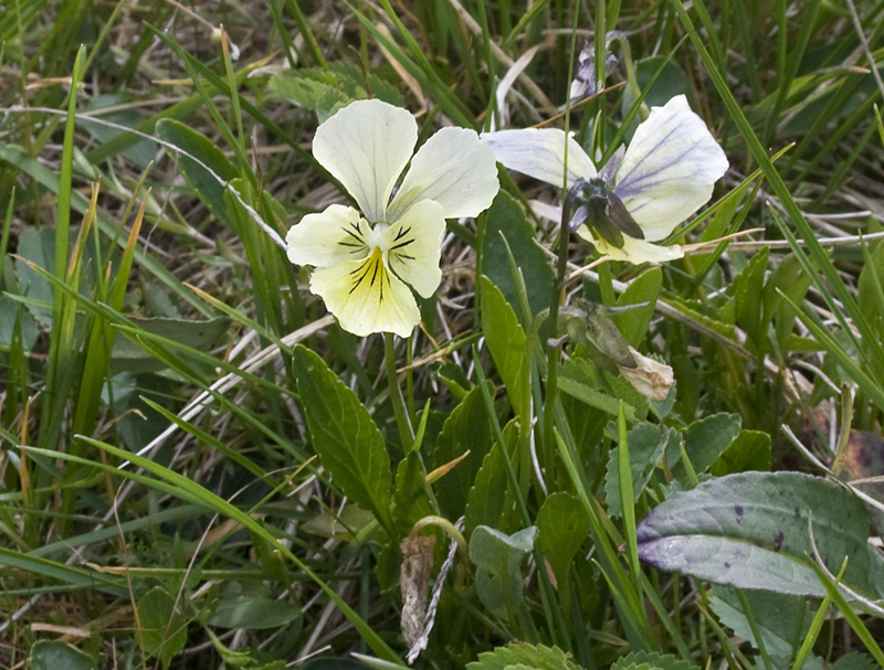 Изображение особи Viola altaica.