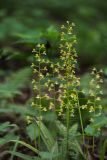 Oreorchis patens