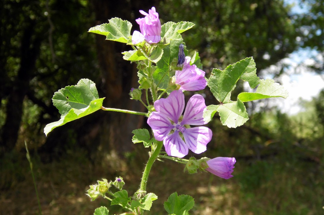 Image of Malva sylvestris specimen.