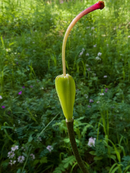 Изображение особи Lilium martagon.