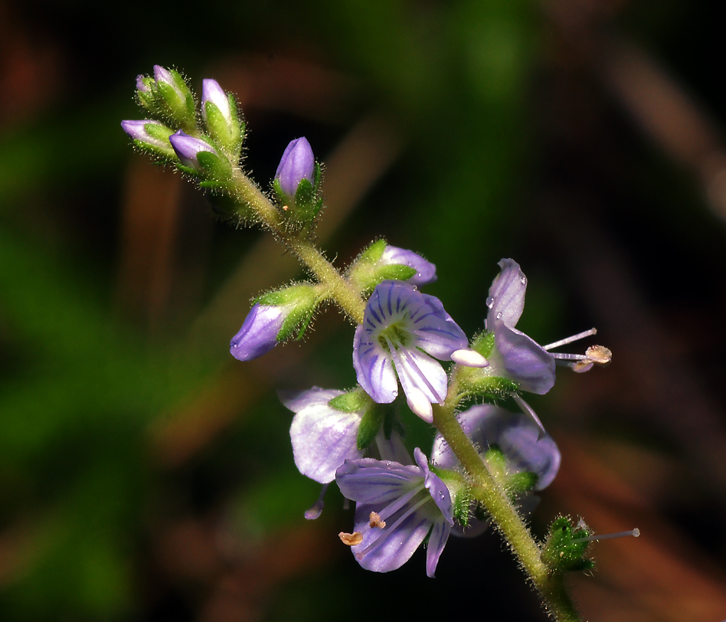 Image of Veronica officinalis specimen.