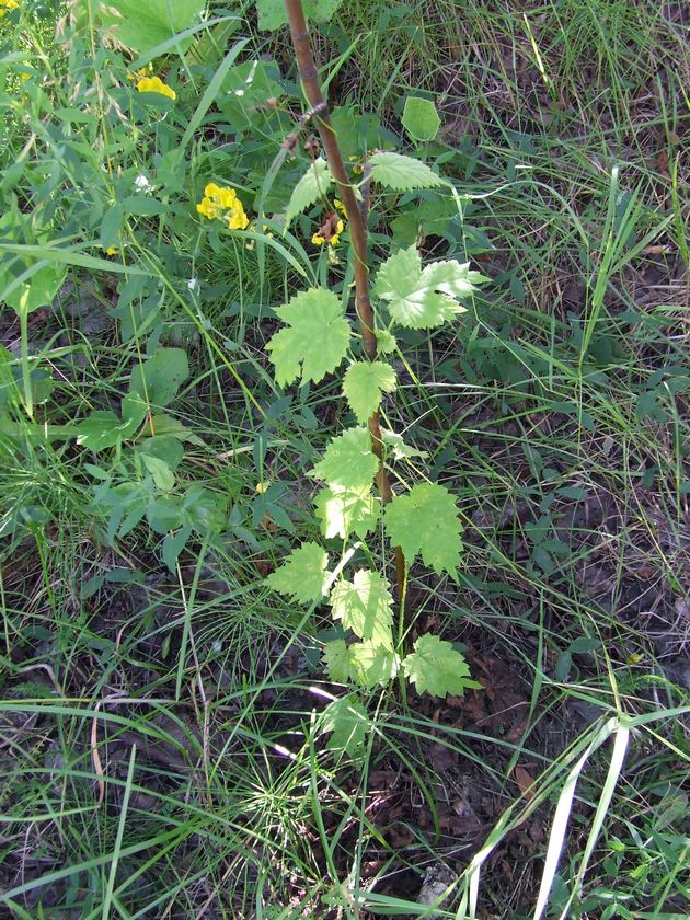 Изображение особи Humulus lupulus.