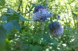 Cirsium kamtschaticum. Верхушка цветущего растения. Камчатский край, г. Петропавловск-Камчатский, южный склон горы Раковая, каменноберезовый лес. 13.08.2016.