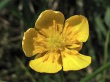 Ranunculus auricomus. Цветок. Нидерланды, провинция Overijssel, община Zwartewaterland, заказник De Brommerd, луг в пойме реки Zwarte Water. 24 апреля 2010 г.