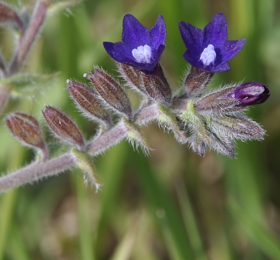 Изображение особи Anchusa officinalis.