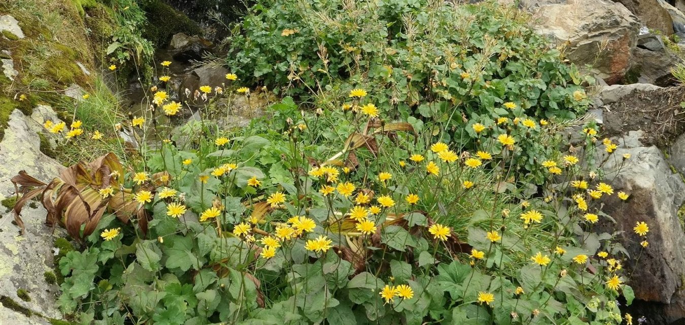 Изображение особи Crepis caucasica.