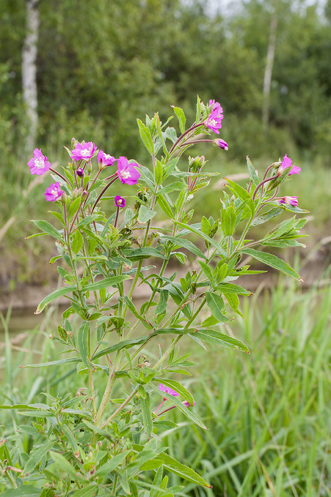 Изображение особи Epilobium hirsutum.