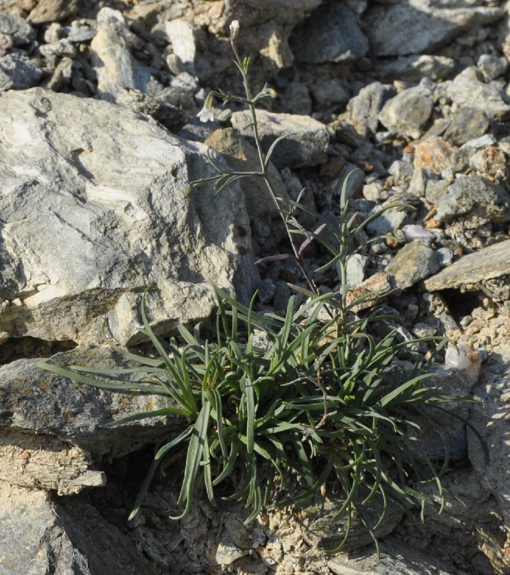 Image of Petrorhagia illyrica ssp. haynaldiana specimen.