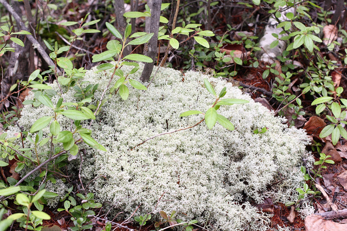 Image of Cladonia rangiferina specimen.