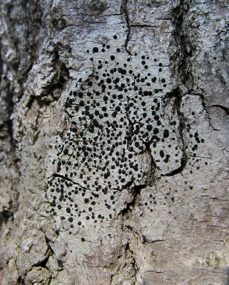 Image of familia Lecideaceae specimen.