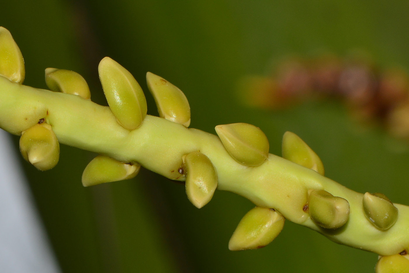 Изображение особи Cocos nucifera.