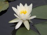 Nymphaea alba