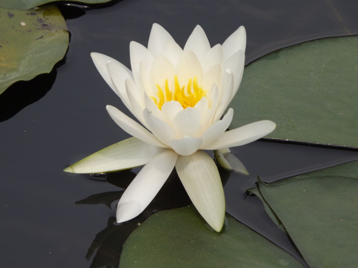 Image of Nymphaea alba specimen.