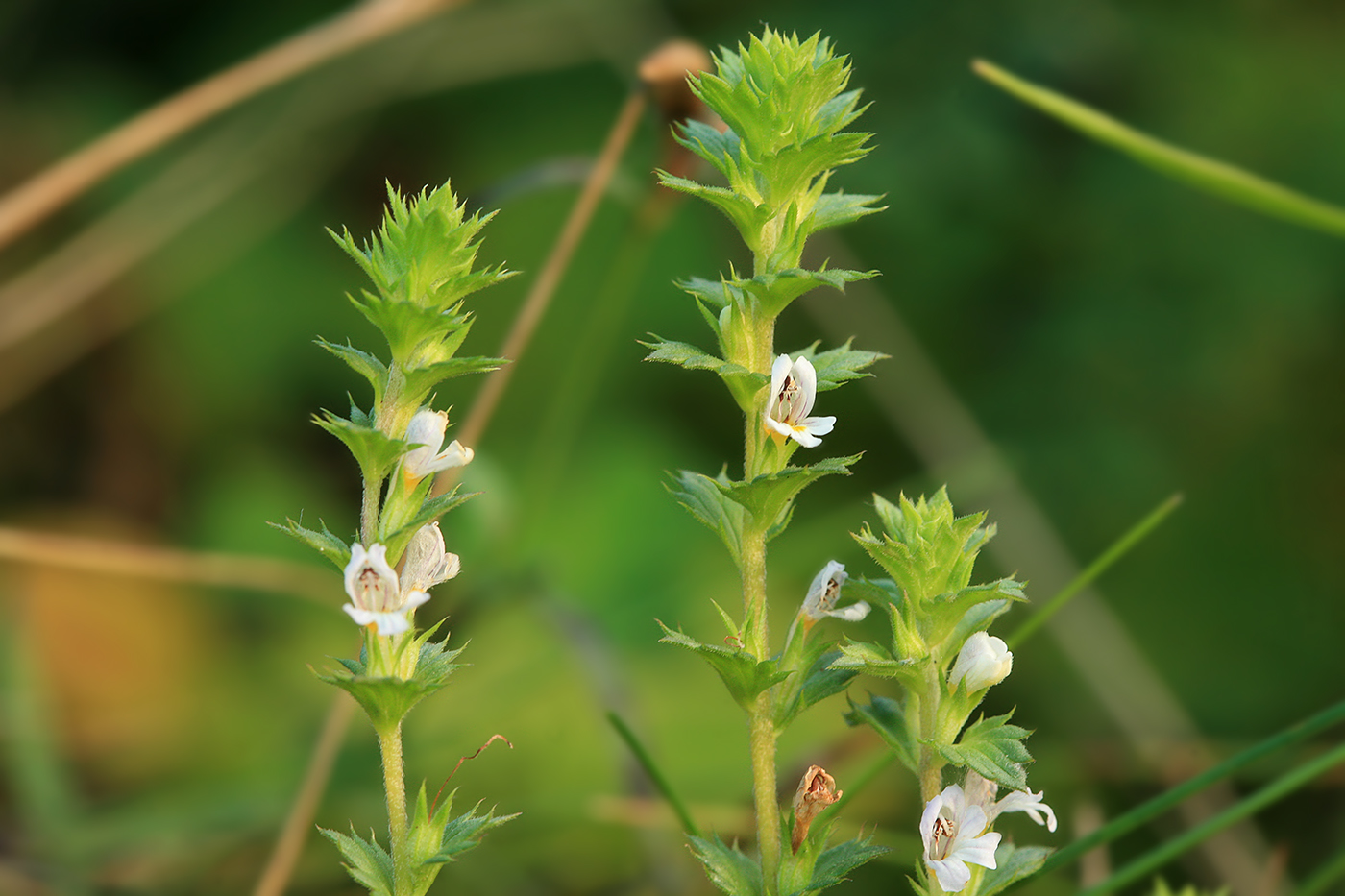 Изображение особи Euphrasia maximowiczii.