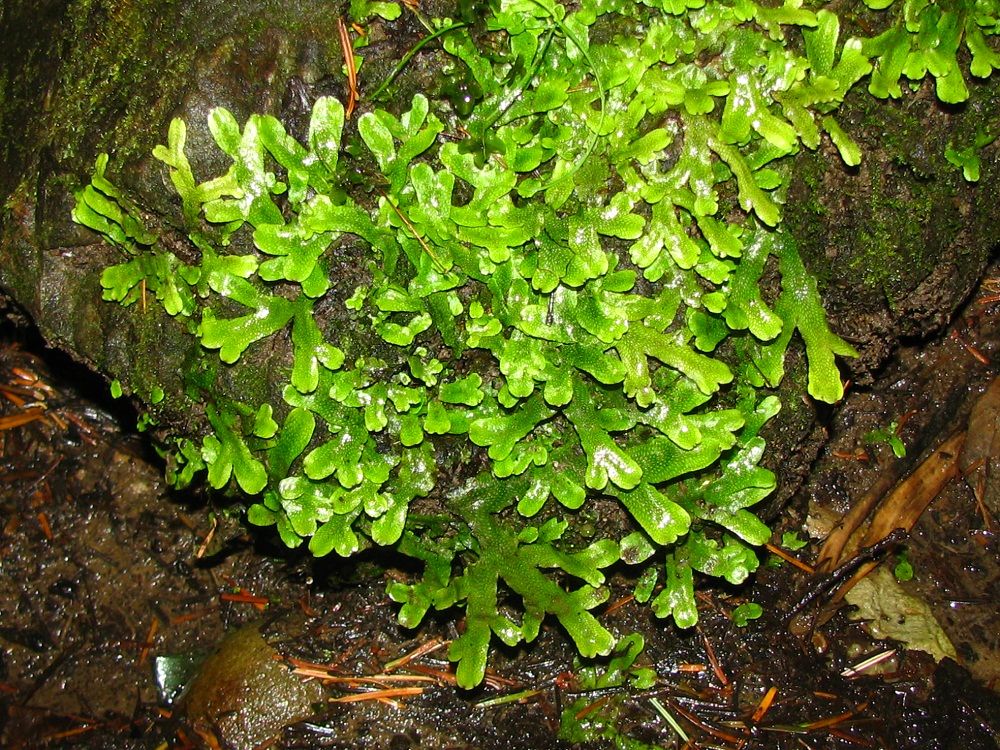 Image of Conocephalum conicum specimen.