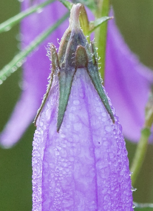 Изображение особи Campanula sibirica.