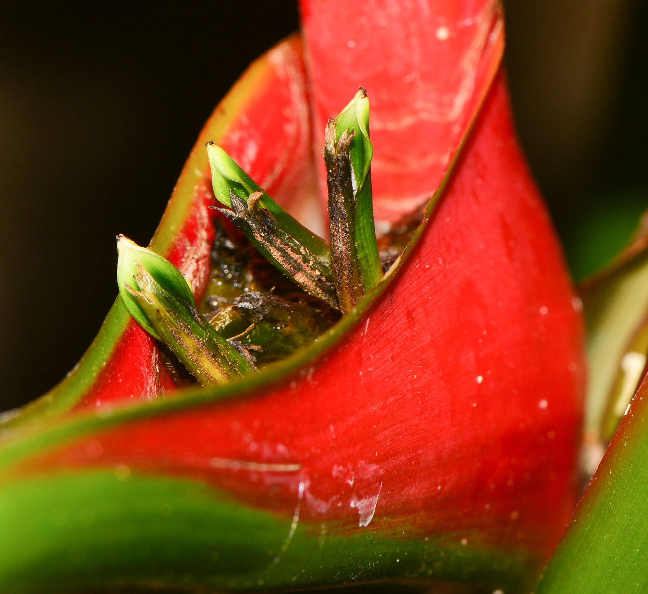 Image of Heliconia stricta specimen.