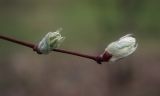 Amelanchier alnifolia. Верхушка побега с разворачивающимися цветочными почками. Пермский край, г. Пермь, Кировский р-н, подлесок соснового бора. 07.05.2017.