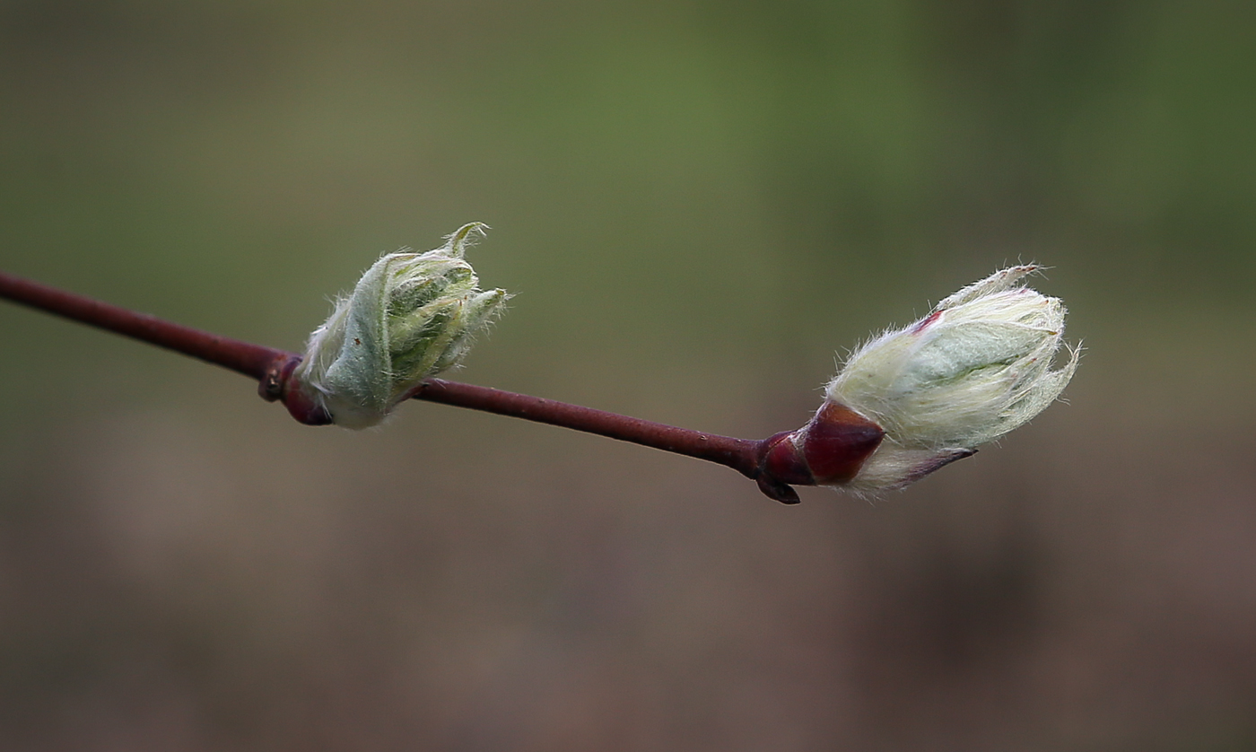 Изображение особи Amelanchier alnifolia.