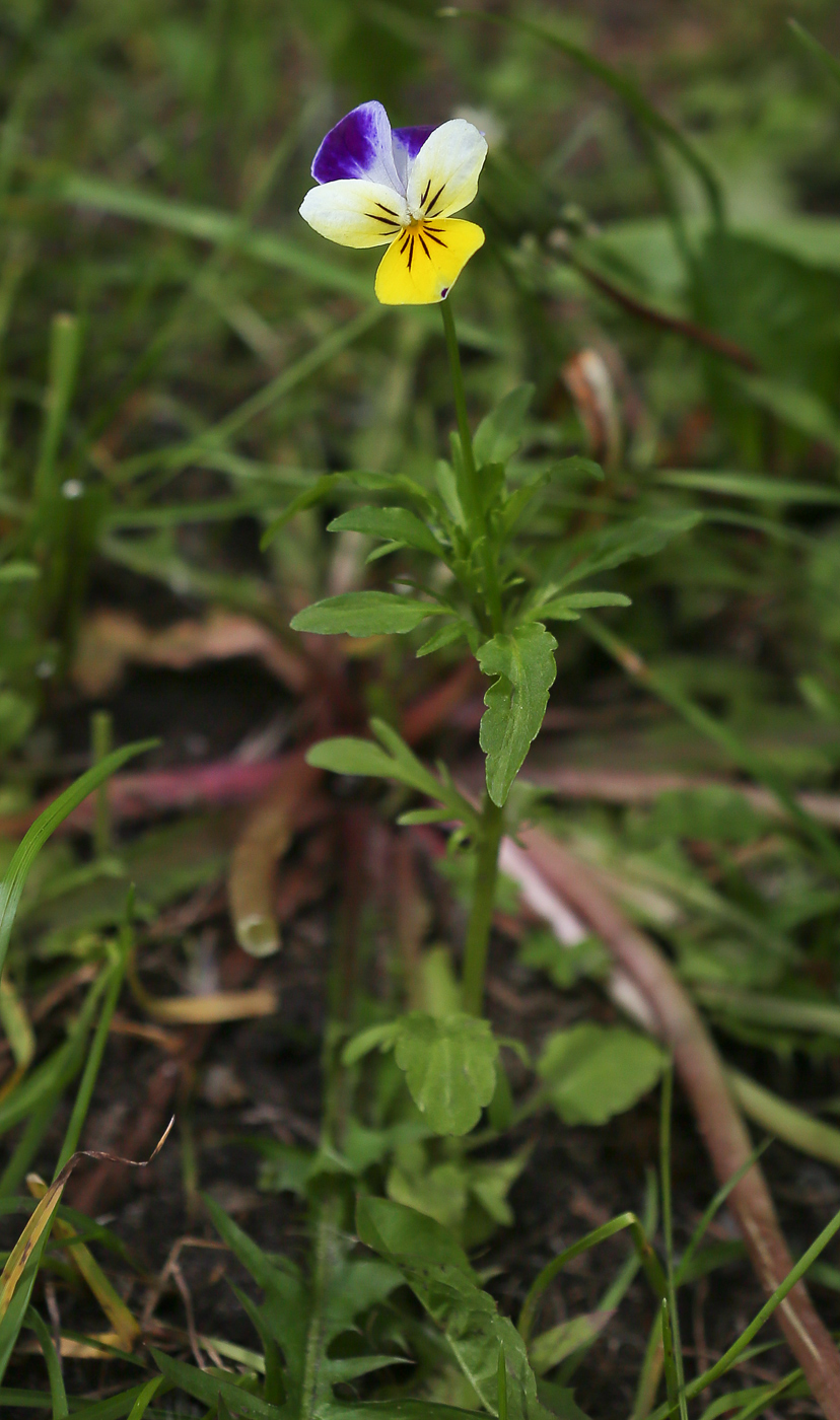 Image of Viola tricolor specimen.