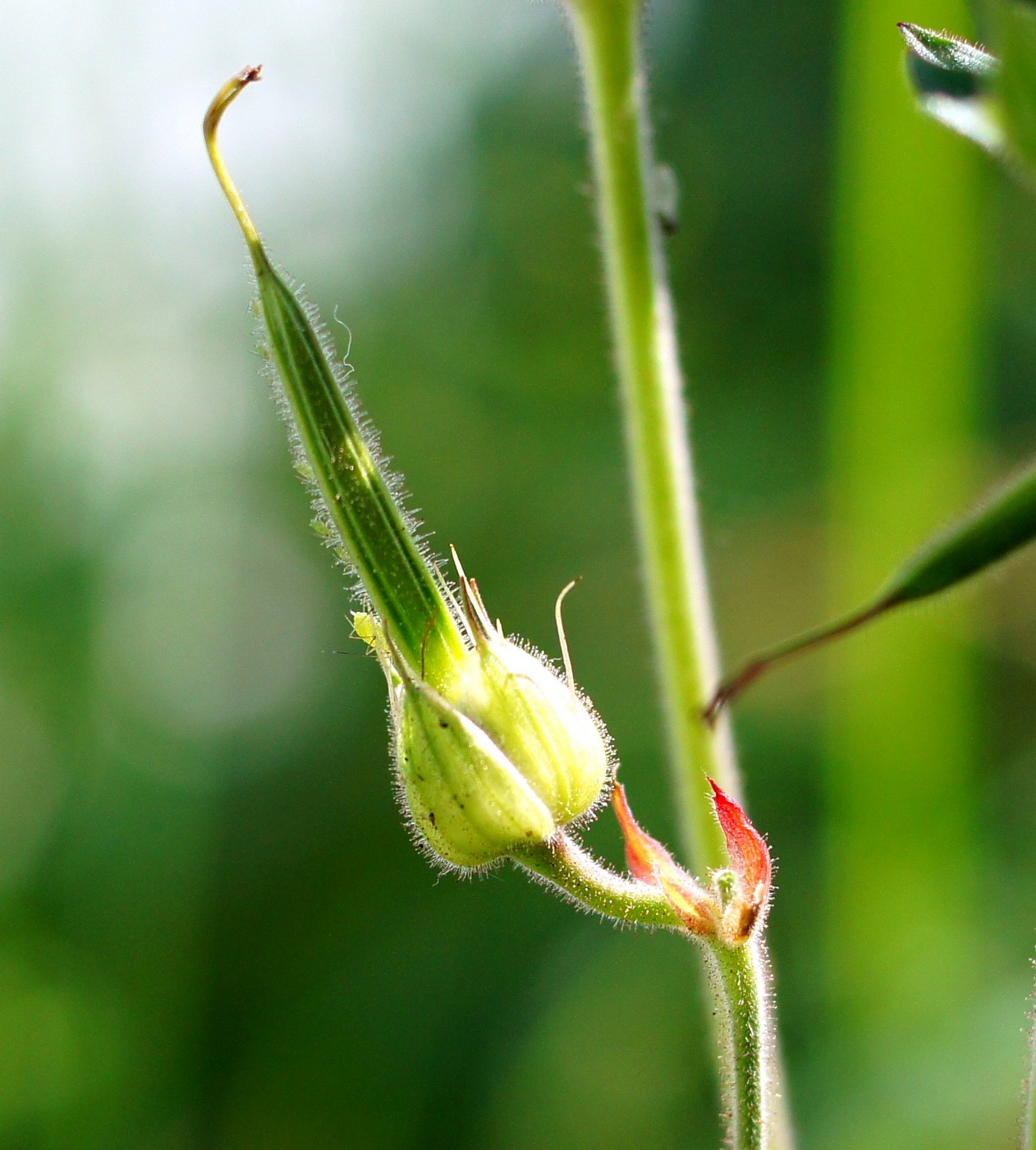 Image of Geranium pratense specimen.