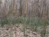 Equisetum hyemale. Заросли хвоща в пойменном лесу. Чувашия, окр. г. Шумерля, берег р. Сура перед Бобровскими песками. 17 апреля 2010 г.