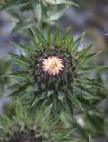 Carlina biebersteinii