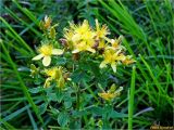 Hypericum maculatum. Верхушка растения с соцветиями. Украина, Ивано-Франковская обл., Болеховский горсовет, Козакивский сельсовет, окр. с. Козакивка, склон горы Тусул, на лугу. 29.07.2017.