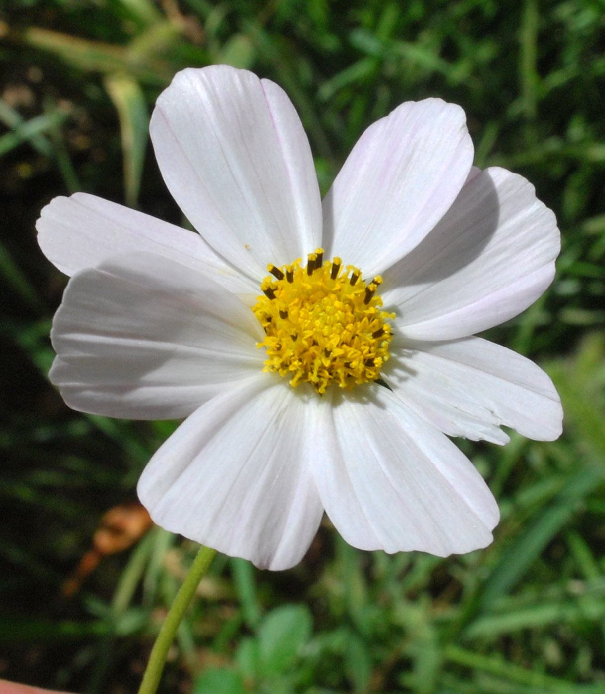 Image of Cosmos bipinnatus specimen.