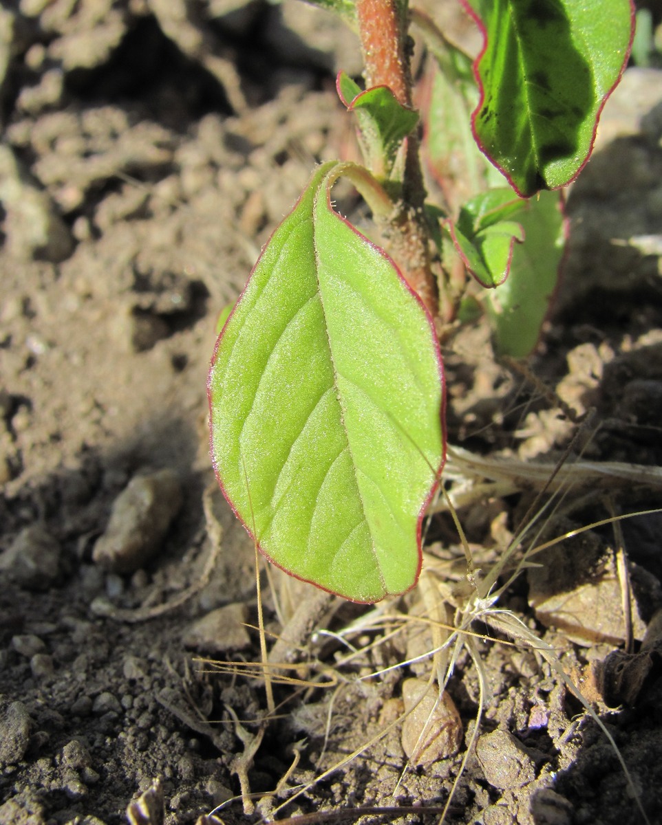 Image of Amaranthus retroflexus specimen.