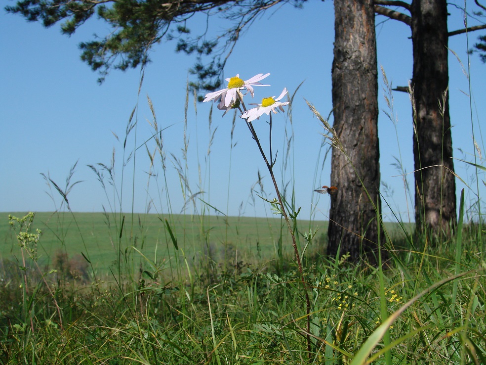 Image of Chrysanthemum zawadskii specimen.