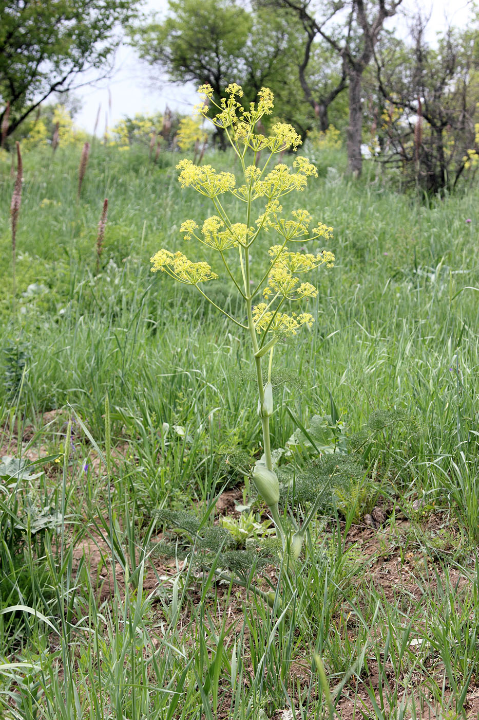 Изображение особи Ferula prangifolia.