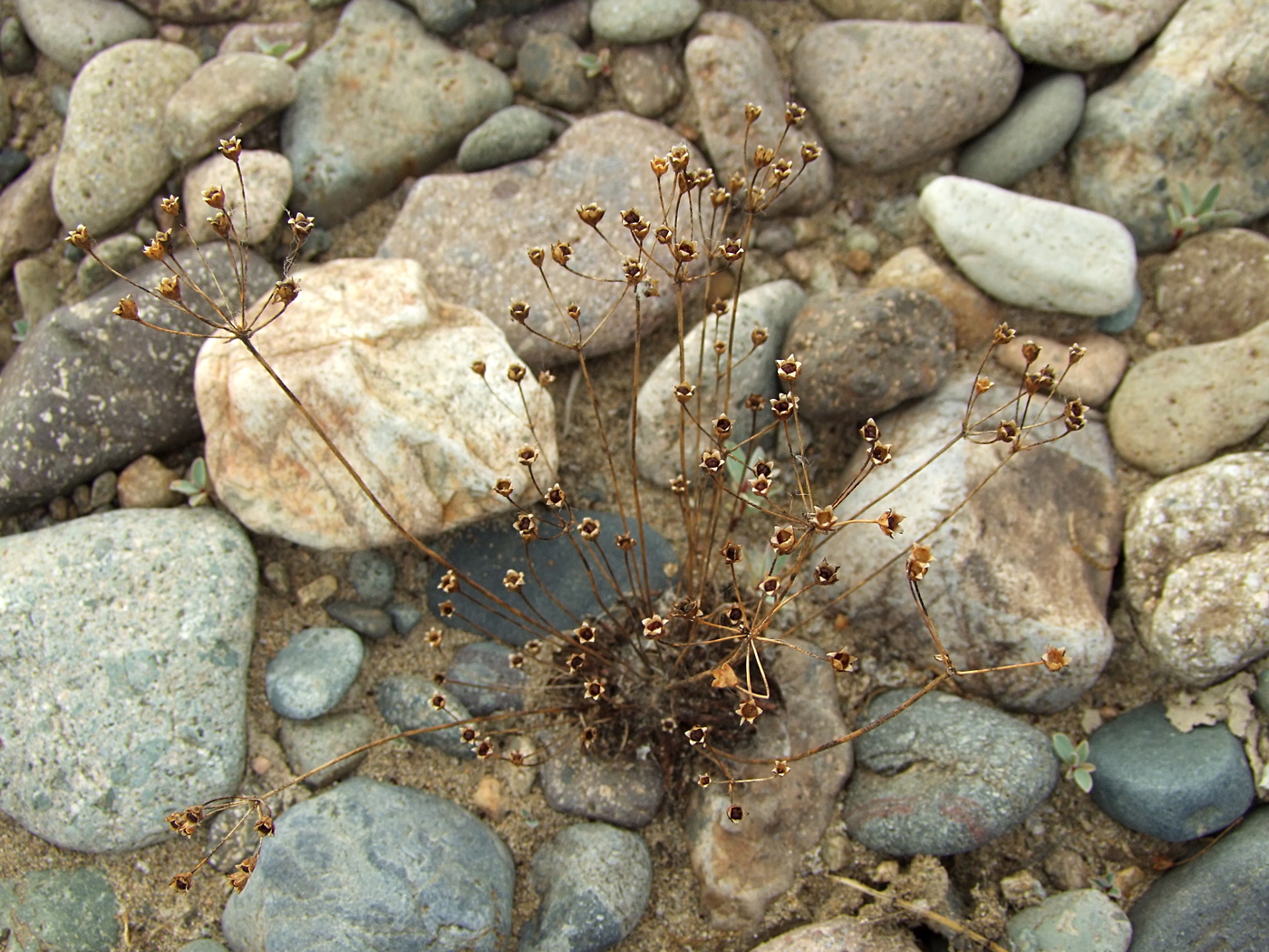 Image of Androsace septentrionalis specimen.