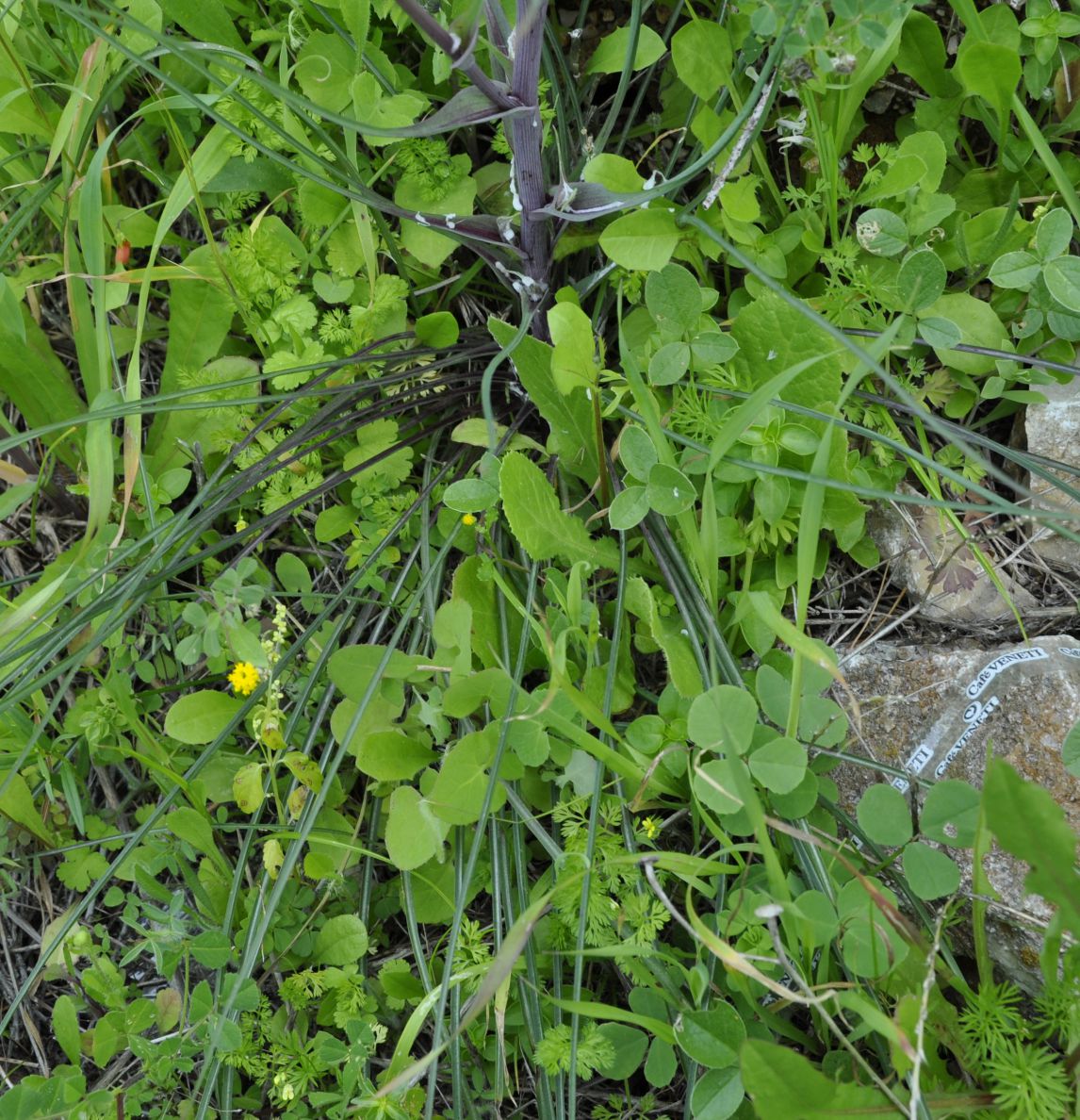 Image of Tragopogon australis specimen.