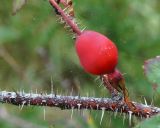 Rosa acicularis. Часть ветки и плод. Якутия, ГО г. Якутск, окр. с. Ст. Табага, обочина дороги. 02.08.2016.