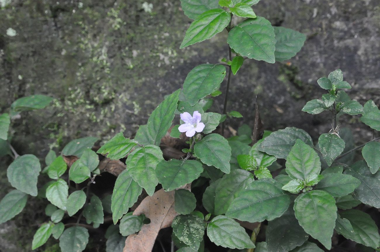 Image of Strobilanthes tetraspermus specimen.