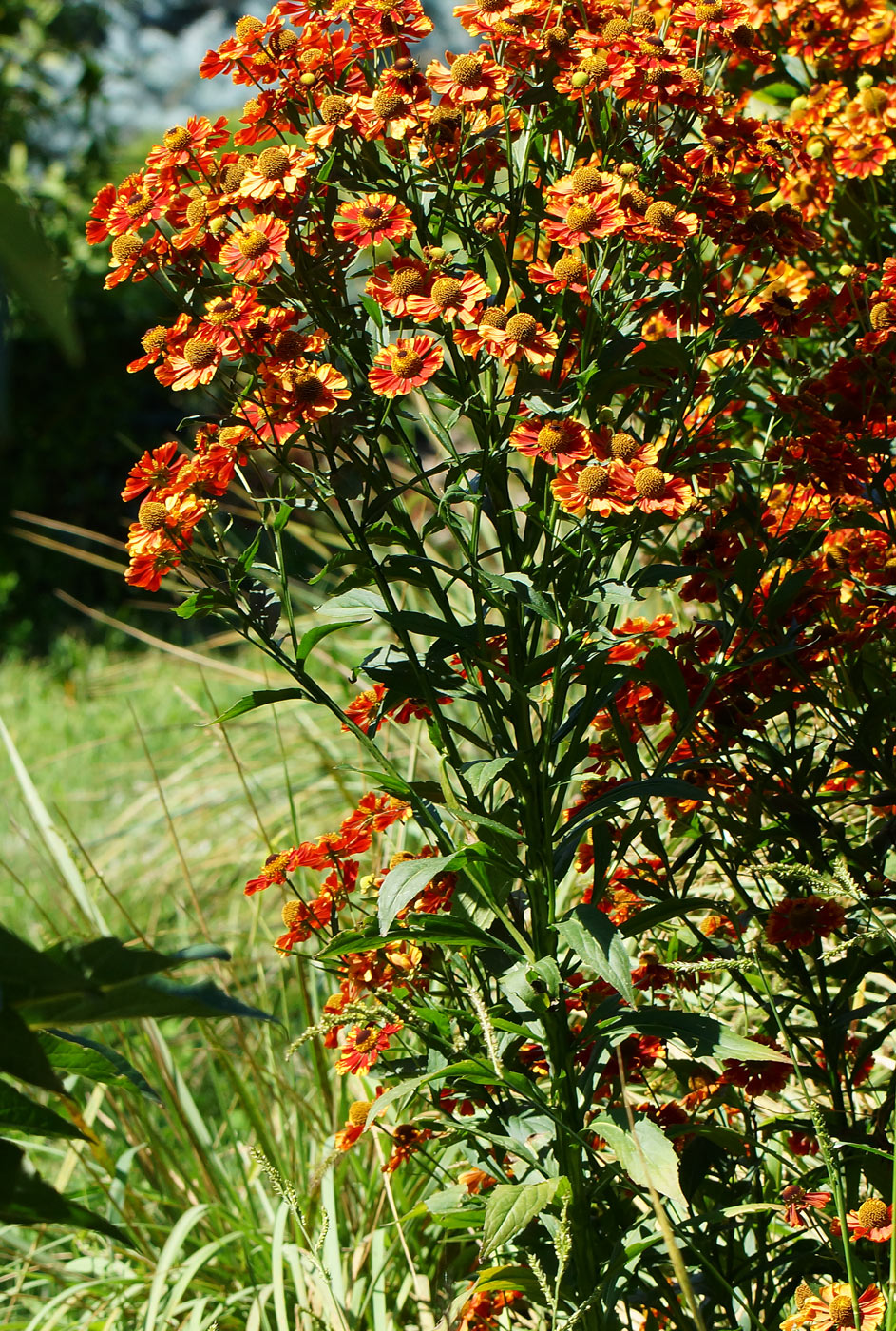 Image of Helenium autumnale specimen.