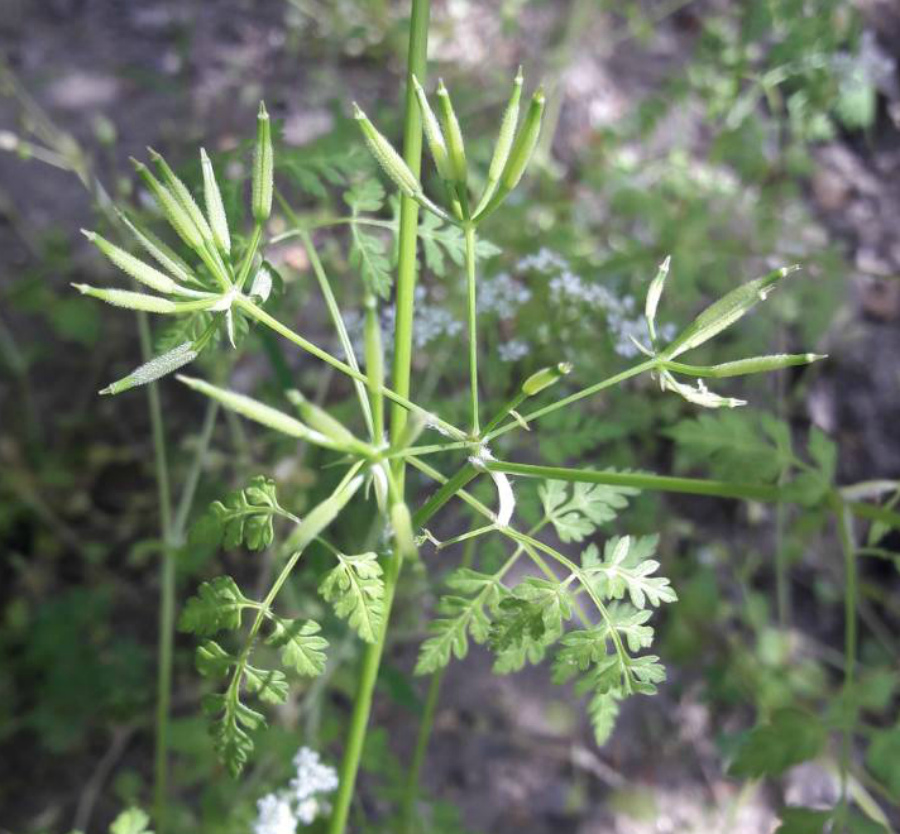 Изображение особи Anthriscus cerefolium.