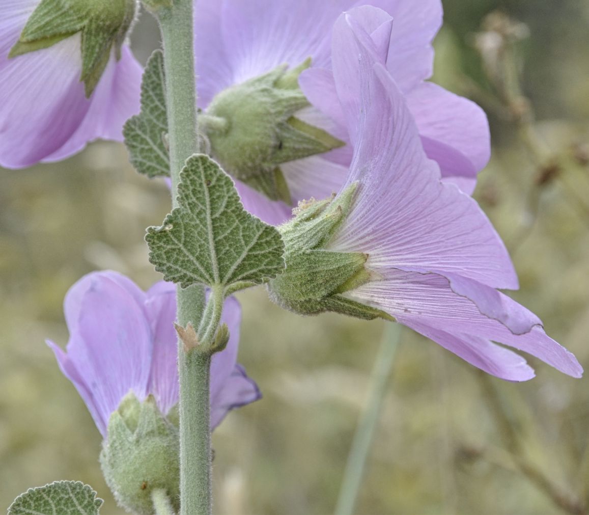 Image of Alcea pallida specimen.