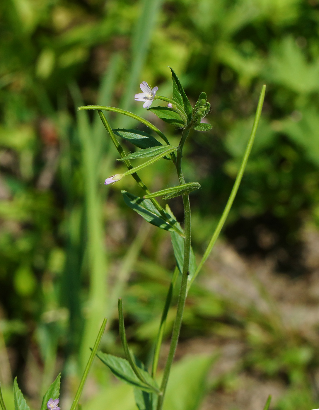 Image of Epilobium adenocaulon specimen.