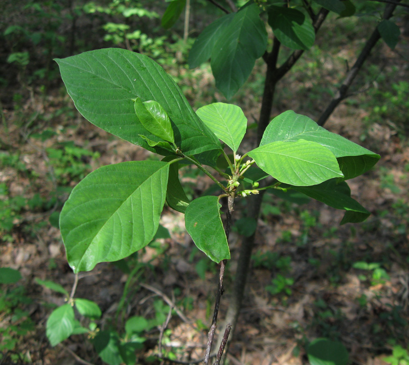 Image of Frangula alnus specimen.