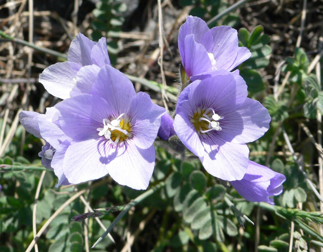 Image of Polemonium boreale specimen.