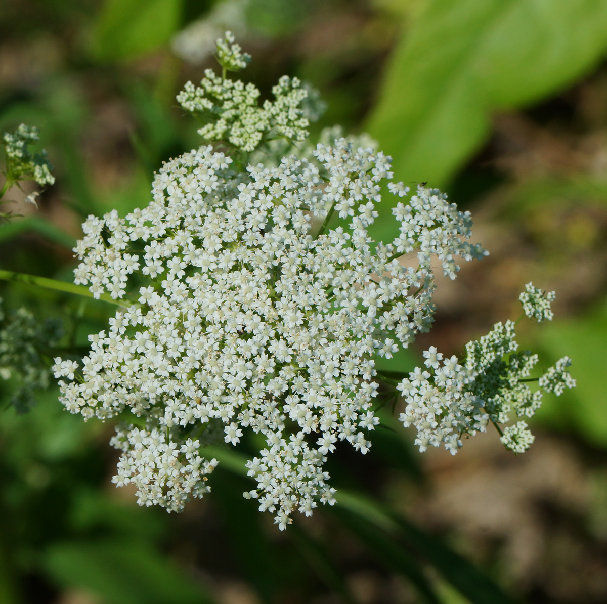 Image of Sium latifolium specimen.